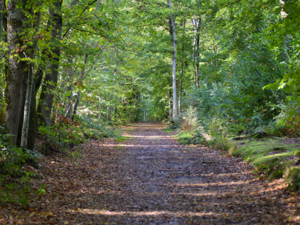 Foret-de-Grimbosq