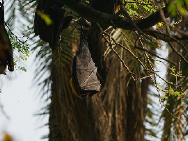 Chauve souris